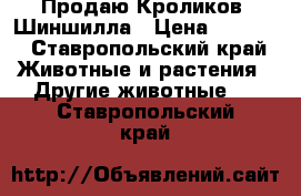 Продаю Кроликов  Шиншилла › Цена ­ 1 000 - Ставропольский край Животные и растения » Другие животные   . Ставропольский край